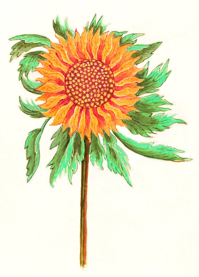 Sunflower, Helianthus annuus (1596–1610) by Anselmus Boëtius de Boodt.
