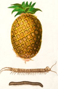 Pineapple, Ananas comosus (1596–1610) by Anselmus Boëtius de Boodt.. Free illustration for personal and commercial use.