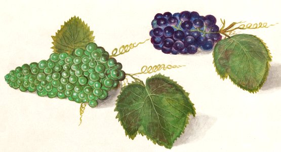 Grape, Vitis vinifera (1596–1610) by Anselmus Boëtius de Boodt.. Free illustration for personal and commercial use.