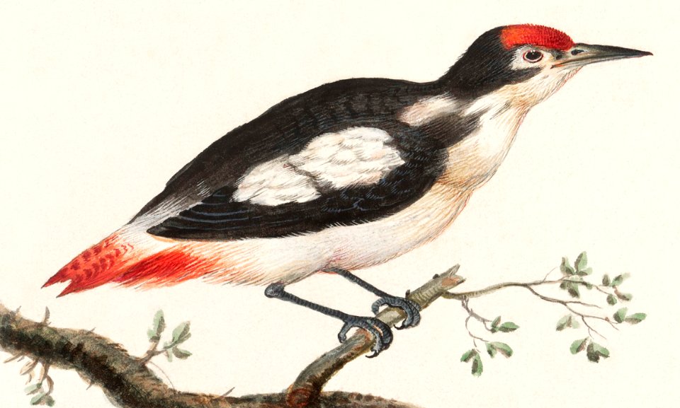 Lesser spotted woodpecker, Dendrocopos minor (1596–1610) by Anselmus Boëtius de Boodt.