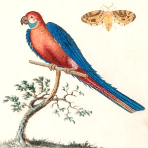 Blue and yellow macaw (1596–1610) by Anselmus Boëtius de Boodt.. Free illustration for personal and commercial use.