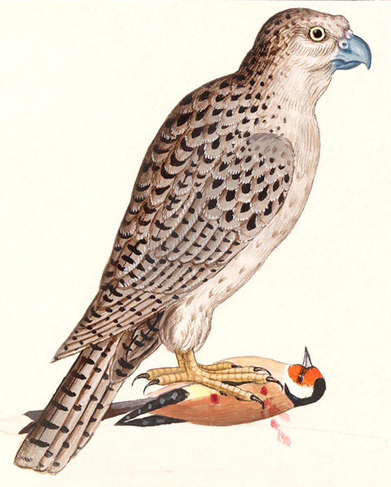Gyrfalcon, Falco rusticolus (1596–1610) by Anselmus Boëtius de Boodt.