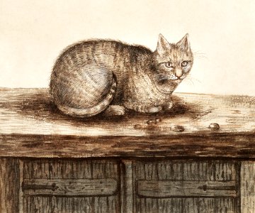 Cat, felis catus (1596–1610) by Anselmus Boëtius de Boodt.. Free illustration for personal and commercial use.