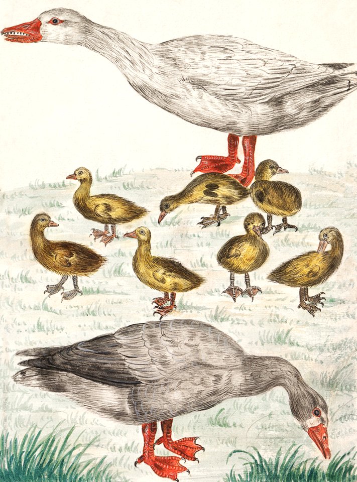 Farm goose or a house goose, Anser anser domesticus (1596–1610) by Anselmus Boëtius de Boodt.
