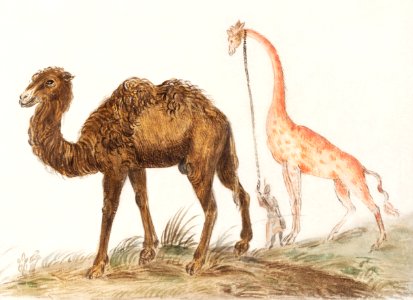 Camel, Camelus ferus bactrianus and Giraffe, Giraffa (1596–1610) by Anselmus Boëtius de Boodt.. Free illustration for personal and commercial use.