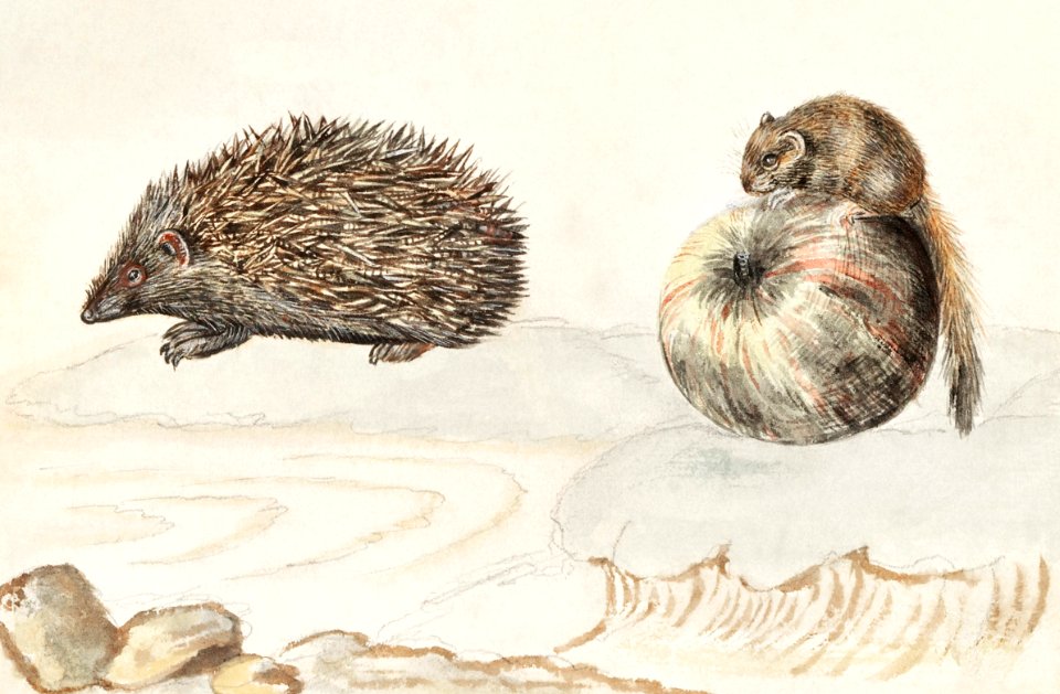 Hedgehog, Erinaceus europaeus and a Hazel dormouse, Muscardinus avellanarius (1596–1610) by Anselmus Boëtius de Boodt.. Free illustration for personal and commercial use.