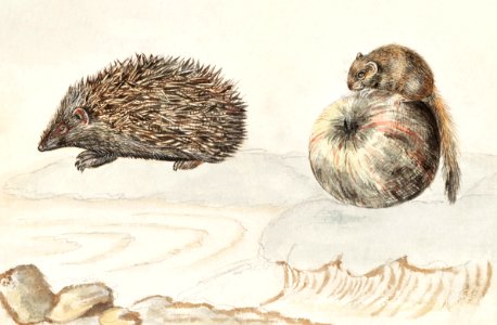 Hedgehog, Erinaceus europaeus and a Hazel dormouse, Muscardinus avellanarius (1596–1610) by Anselmus Boëtius de Boodt.. Free illustration for personal and commercial use.