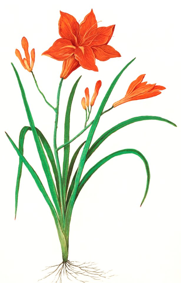 Orange daylily, Hemerocallis (1596–1610) by Anselmus Boëtius de Boodt.