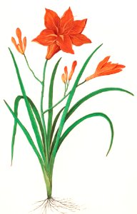 Orange daylily, Hemerocallis (1596–1610) by Anselmus Boëtius de Boodt.