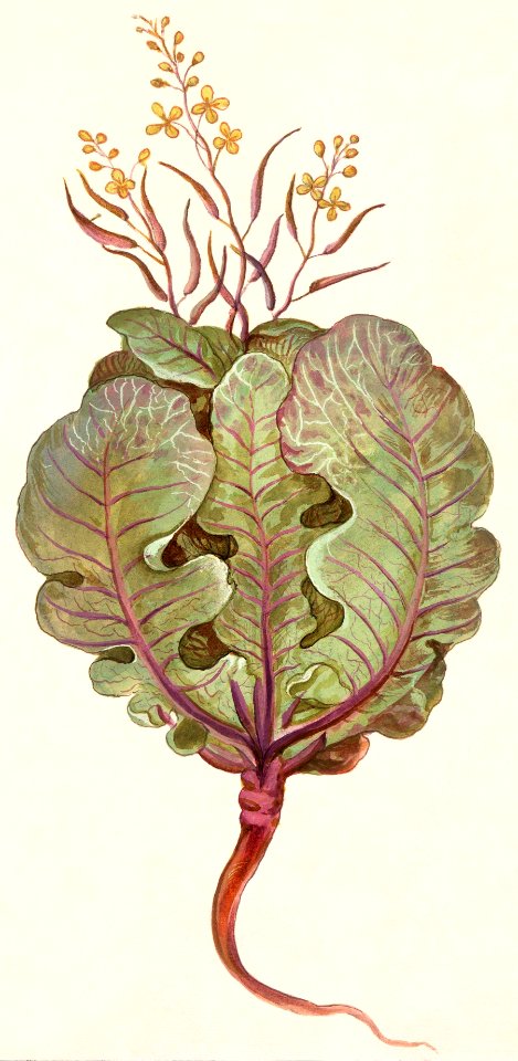 Cabbage, Brassica oleracea (1596–1610) by Anselmus Boëtius de Boodt.