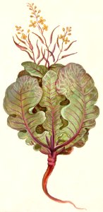 Cabbage, Brassica oleracea (1596–1610) by Anselmus Boëtius de Boodt.. Free illustration for personal and commercial use.