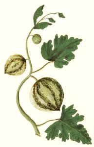 Watermelon, Citrullus vulgaris (1596–1610) by Anselmus Boëtius de Boodt.