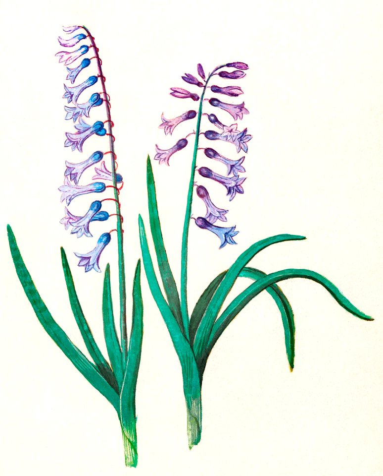 Hyacinth, Hyacinthus orientalis (1596–1610) by Anselmus Boëtius de Boodt.