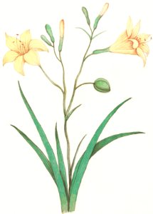 Yellow lily, Lilium (1596–1610) by Anselmus Boëtius de Boodt.. Free illustration for personal and commercial use.