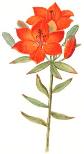 Red lily, Lilium (1596–1610) by Anselmus Boëtius de Boodt.. Free illustration for personal and commercial use.