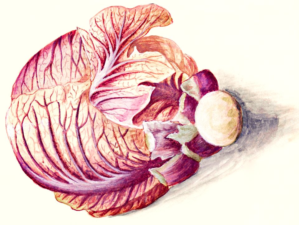 White cabbage, Brassica oleracea (1596–1610) by Anselmus Boëtius de Boodt.