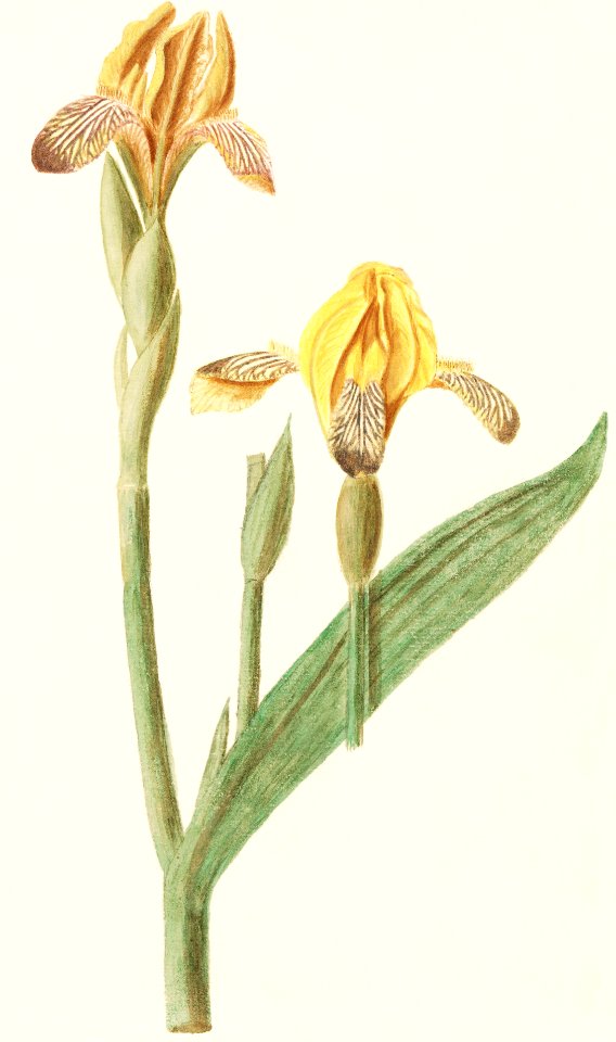 Yellow Iris, Iris pseudacorus (1596–1610) by Anselmus Boëtius de Boodt.