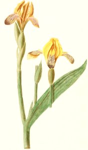 Yellow Iris, Iris pseudacorus (1596–1610) by Anselmus Boëtius de Boodt.. Free illustration for personal and commercial use.