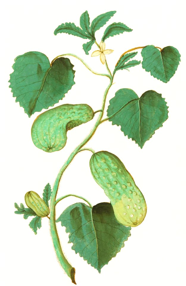 Cucumber, Cucumis sativus (1596–1610) by Anselmus Boëtius de Boodt.