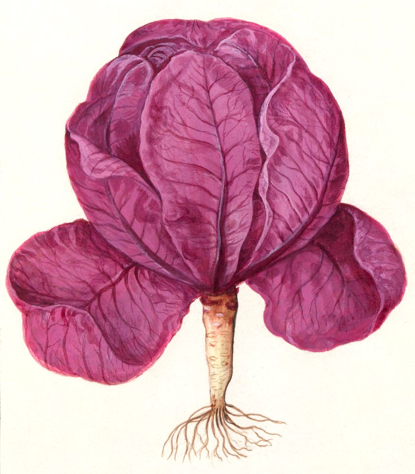 Red cabbage, Brassica oleracea convar.capitata var. Rubra (1596–1610) by Anselmus Boëtius de Boodt.