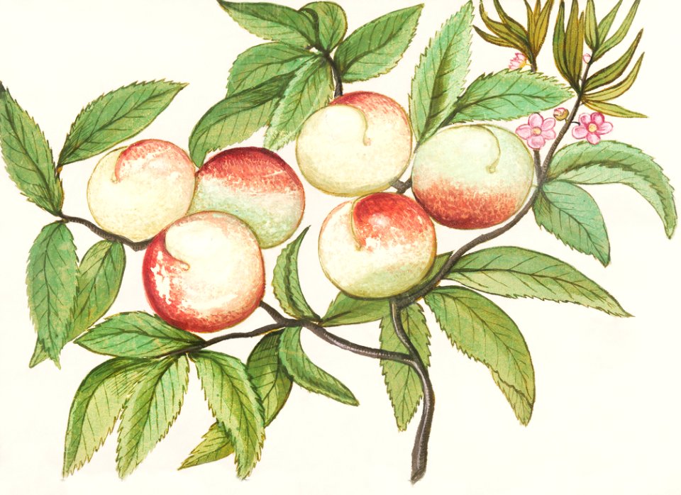 Peaches (1596–1610) by Anselmus Boëtius de Boodt.