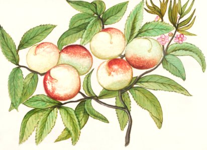 Peaches (1596–1610) by Anselmus Boëtius de Boodt.. Free illustration for personal and commercial use.
