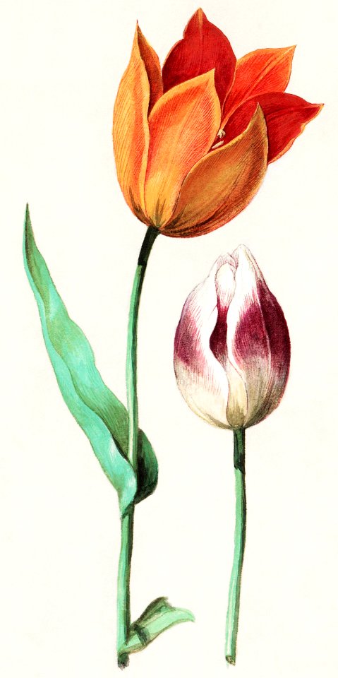 Tulip, Tulipa (1596–1610) by Anselmus Boëtius de Boodt.