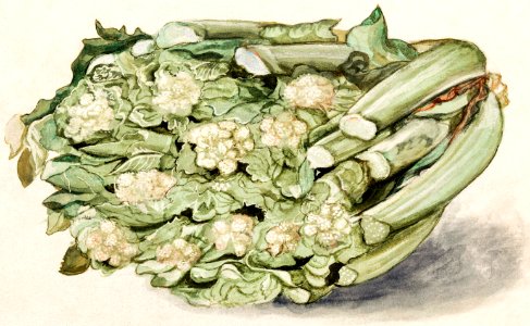 Cauliflower, Brassica oleracea convar, botrytis variety botrytis (1596–1610) by Anselmus Boëtius de Boodt.. Free illustration for personal and commercial use.