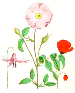Dogstand, Erythronium, wild rose, Rosa and a poppy, Papaver (1596–1610) by Anselmus Boëtius de Boodt.. Free illustration for personal and commercial use.