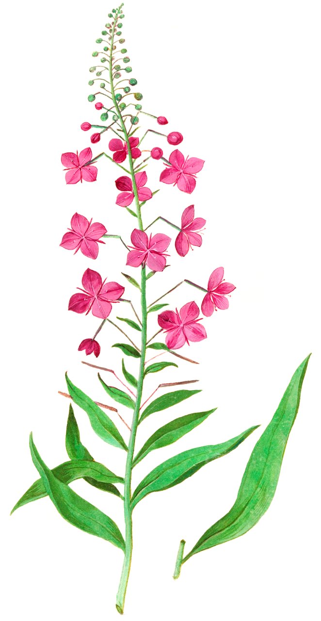 Willow-herb, Chamerion angustifolium (1596–1610) by Anselmus Boëtius de Boodt.