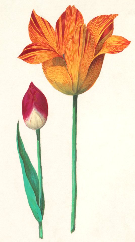 Tulip, Tulipa (1596–1610) by Anselmus Boëtius de Boodt.