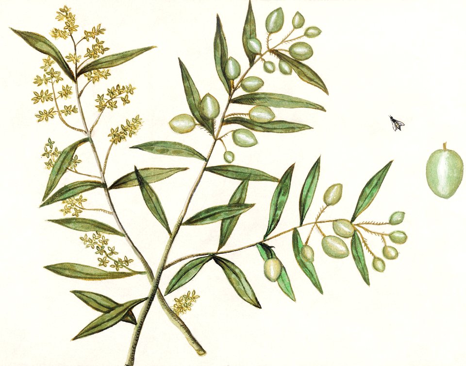 Olive, Olea europaea (1596–1610) by Anselmus Boëtius de Boodt.
