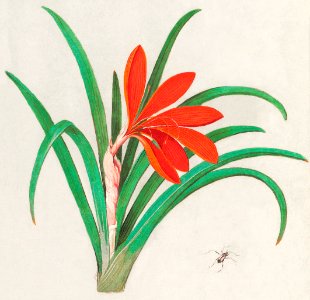 Red crocus, Crocus (1596–1610) by Anselmus Boëtius de Boodt.. Free illustration for personal and commercial use.