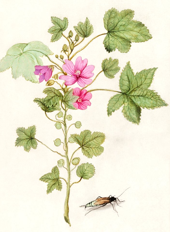 Large mallow, Malva sylvestris (1596–1610) by Anselmus Boëtius de Boodt.