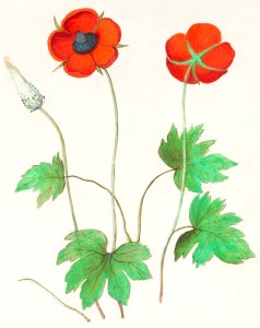Anemone, Anemone (1596–1610) by Anselmus Boëtius de Boodt.. Free illustration for personal and commercial use.