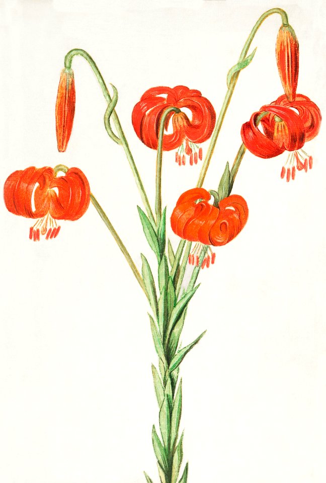 Red lily, Lilium (1596–1610) by Anselmus Boëtius de Boodt.