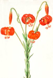 Red lily, Lilium (1596–1610) by Anselmus Boëtius de Boodt.. Free illustration for personal and commercial use.