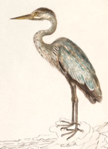 Great Blue Heron, Ardea cinerea (1596–1610) by Anselmus Boëtius de Boodt.
