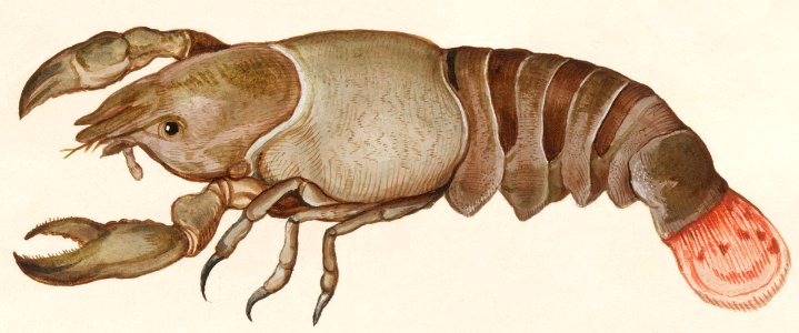 Lobster, Homarus gammarus (1596–1610) by Anselmus Boëtius de Boodt.. Free illustration for personal and commercial use.
