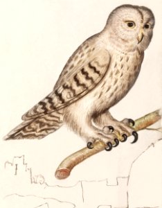 Tawny owl (1596–1610) by Anselmus Boëtius de Boodt.. Free illustration for personal and commercial use.