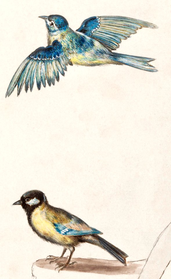 Blue tit, cyanistes caeruleus and great tit, parus major (1596–1610) by Anselmus Boëtius de Boodt.