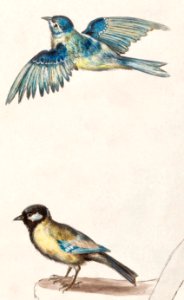 Blue tit, cyanistes caeruleus and great tit, parus major (1596–1610) by Anselmus Boëtius de Boodt.. Free illustration for personal and commercial use.