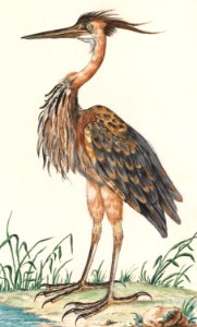 The Purple Heron, Ardea purpurea (1596–1610) by Anselmus Boëtius de Boodt.