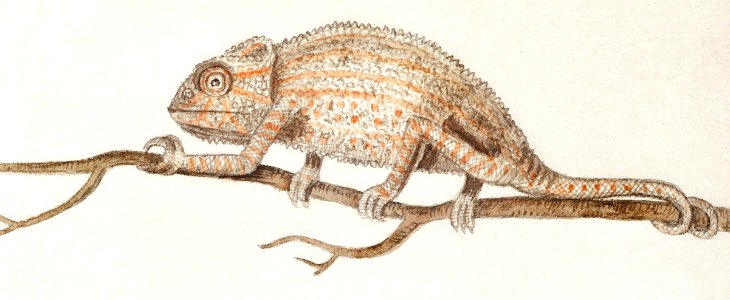 Chameleon, Chamaeleonidae (1596–1610) by Anselmus Boëtius de Boodt.. Free illustration for personal and commercial use.