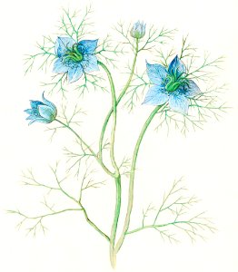 Damsel-in-the-green, Nigella damascena (1596–1610) by Anselmus Boëtius de Boodt.. Free illustration for personal and commercial use.