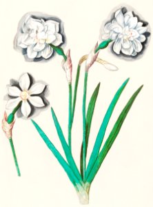White daffodil, Narcissus (1596–1610) by Anselmus Boëtius de Boodt.. Free illustration for personal and commercial use.