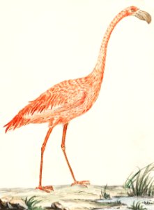 Common flamingo, Phoenicopterus roseus (1596–1610) by Anselmus Boëtius de Boodt.. Free illustration for personal and commercial use.