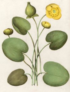 Yellow floppy, Nuphar lutea (1596–1610) by Anselmus Boëtius de Boodt.. Free illustration for personal and commercial use.