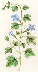 Bell, Campanula (1596–1610) by Anselmus Boëtius de Boodt.