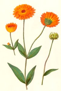 Marigold, Calendula (1596–1610) by Anselmus Boëtius de Boodt.. Free illustration for personal and commercial use.